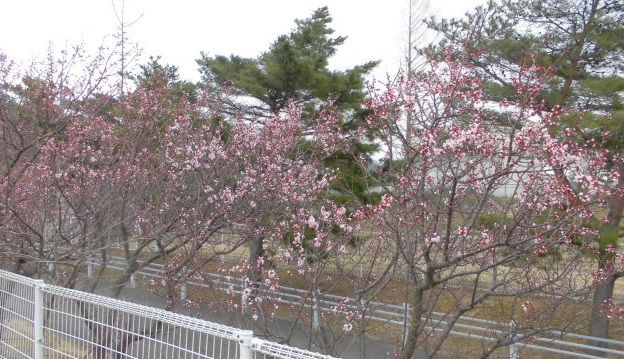 梅2